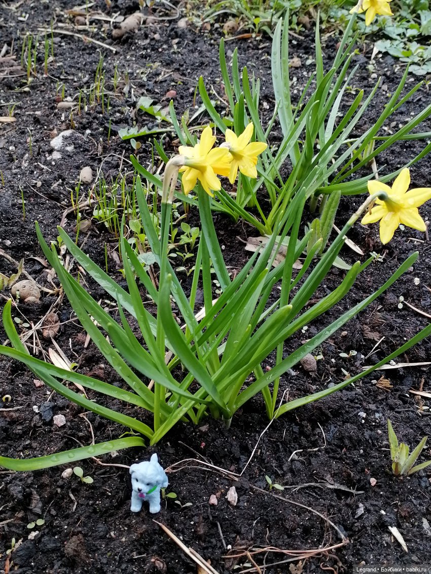 Лурения: новые собачки | Бэйбики Лурения: новые собачки — Интересные игрушки и фигурки (разное): редкие