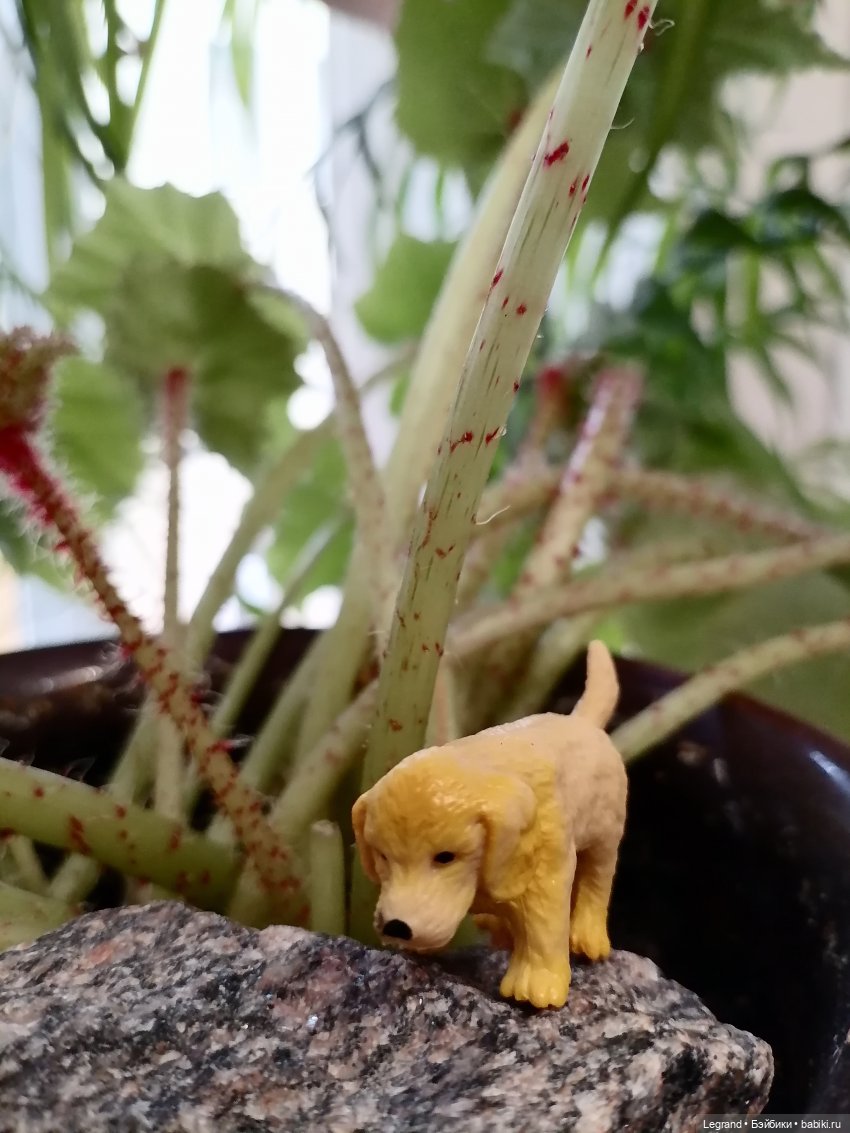 Лурения: новые собачки | Бэйбики Лурения: новые собачки — Интересные игрушки и фигурки (разное): редкие