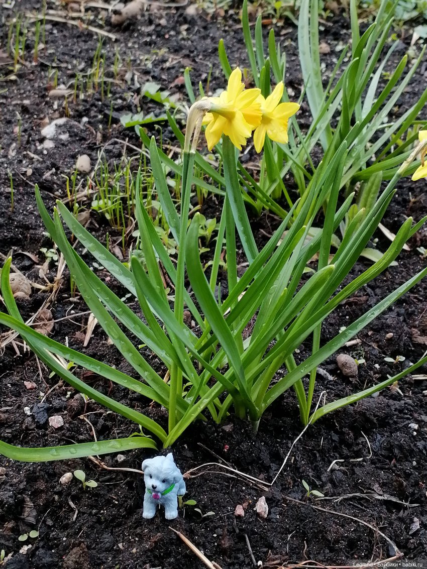 Лурения: новые собачки | Бэйбики Лурения: новые собачки — Интересные игрушки и фигурки (разное): редкие