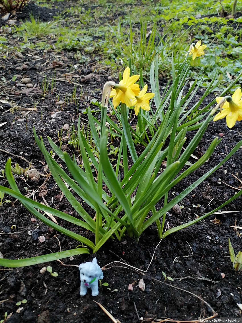 Лурения: новые собачки | Бэйбики Лурения: новые собачки — Интересные игрушки и фигурки (разное): редкие