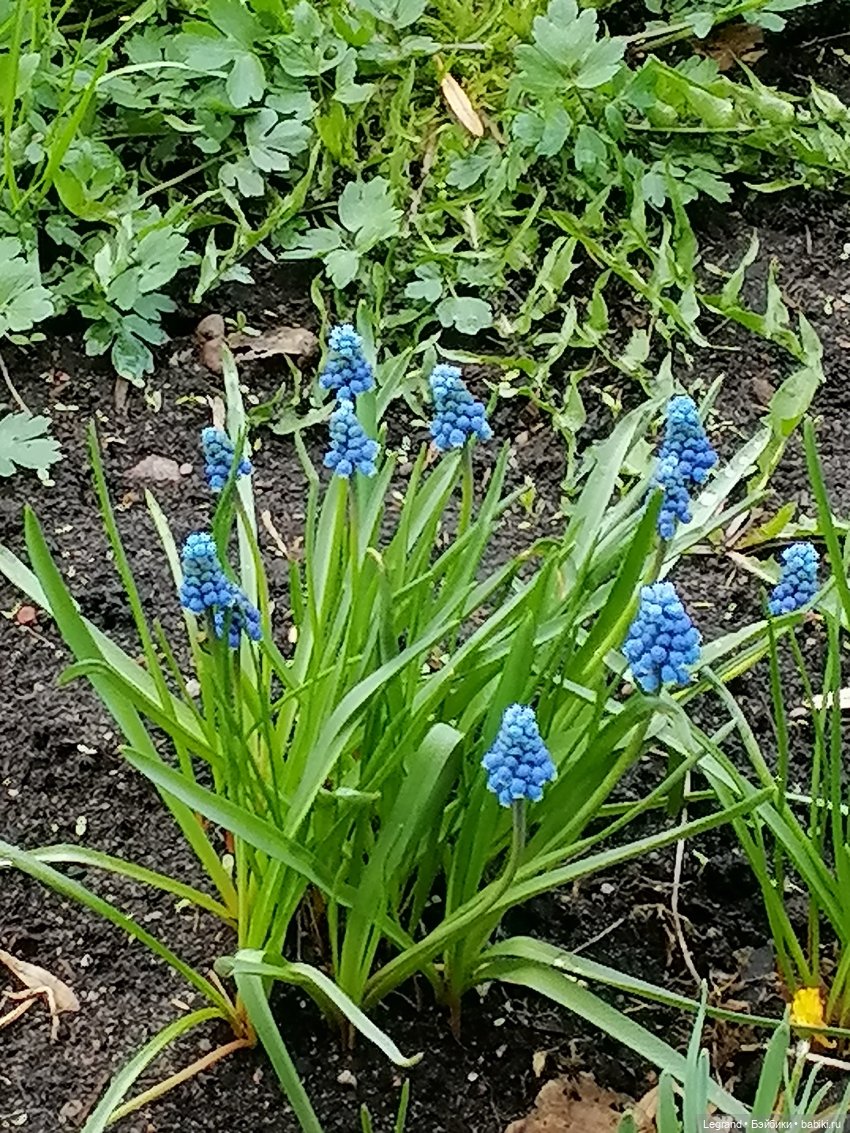 Лурения: новые собачки | Бэйбики Лурения: новые собачки — Интересные игрушки и фигурки (разное): редкие