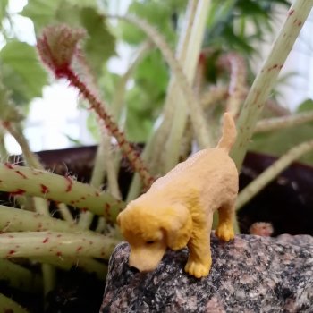 Лурения: новые собачки