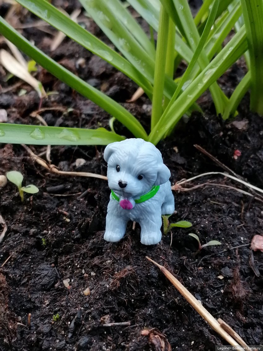 Дамла: экстремальные съёмки🤗🐕 (фото 5)