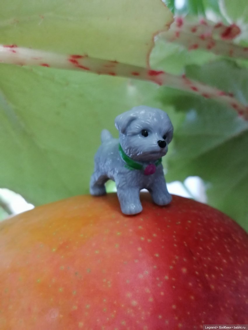 Мишель и королевское манго🥭