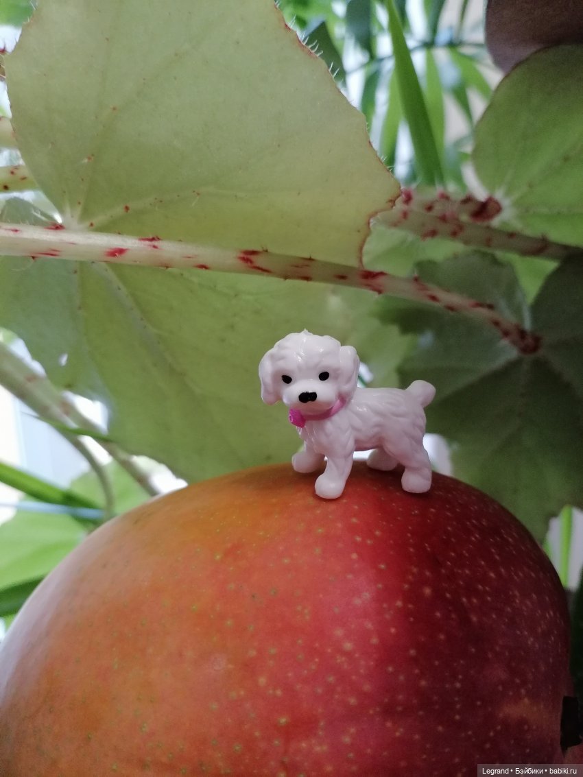 Мишель и королевское манго🥭 (фото 10)