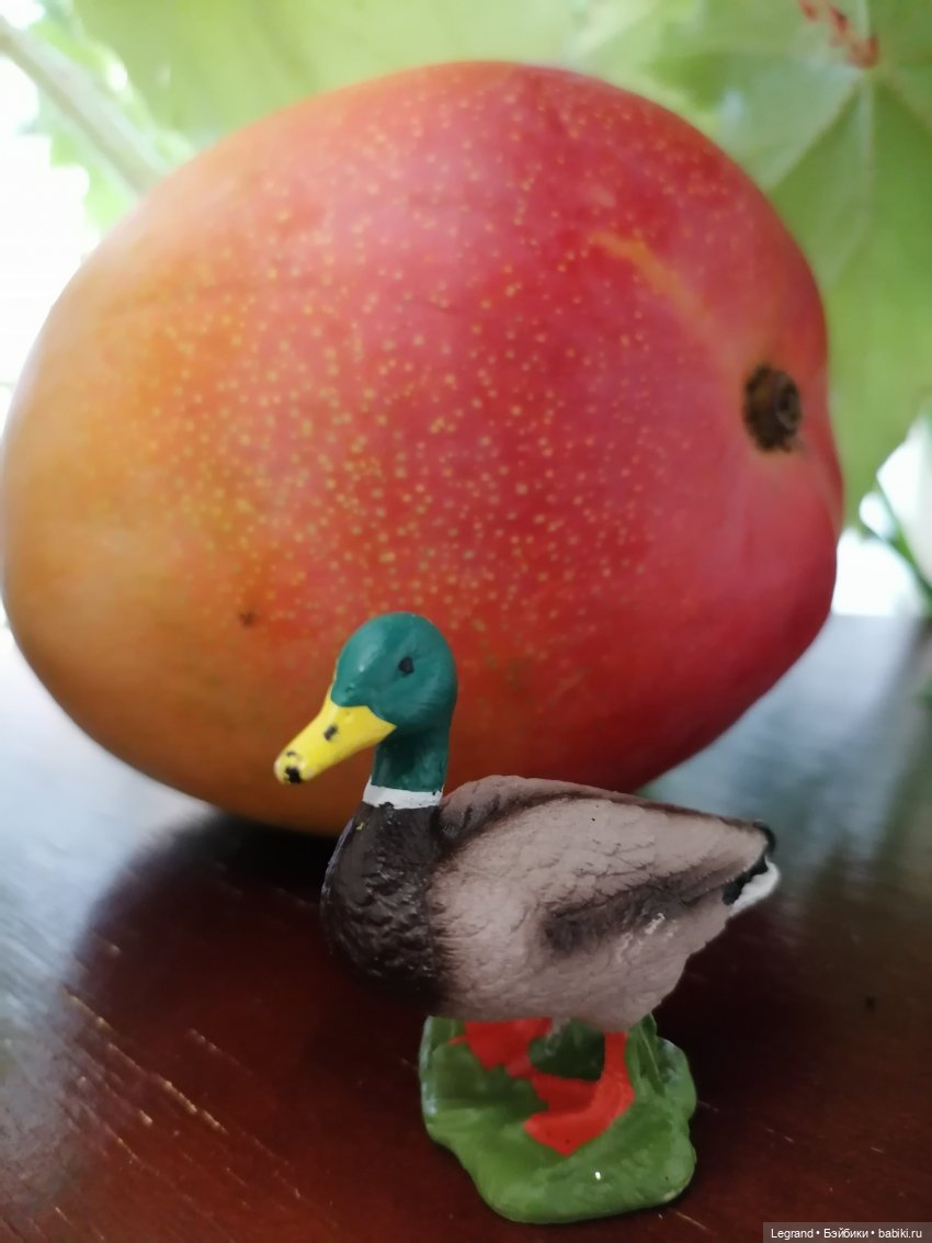 Мишель и королевское манго🥭 (фото 7)