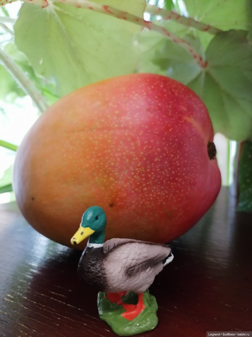 Мишель и королевское манго🥭 (фото 8)