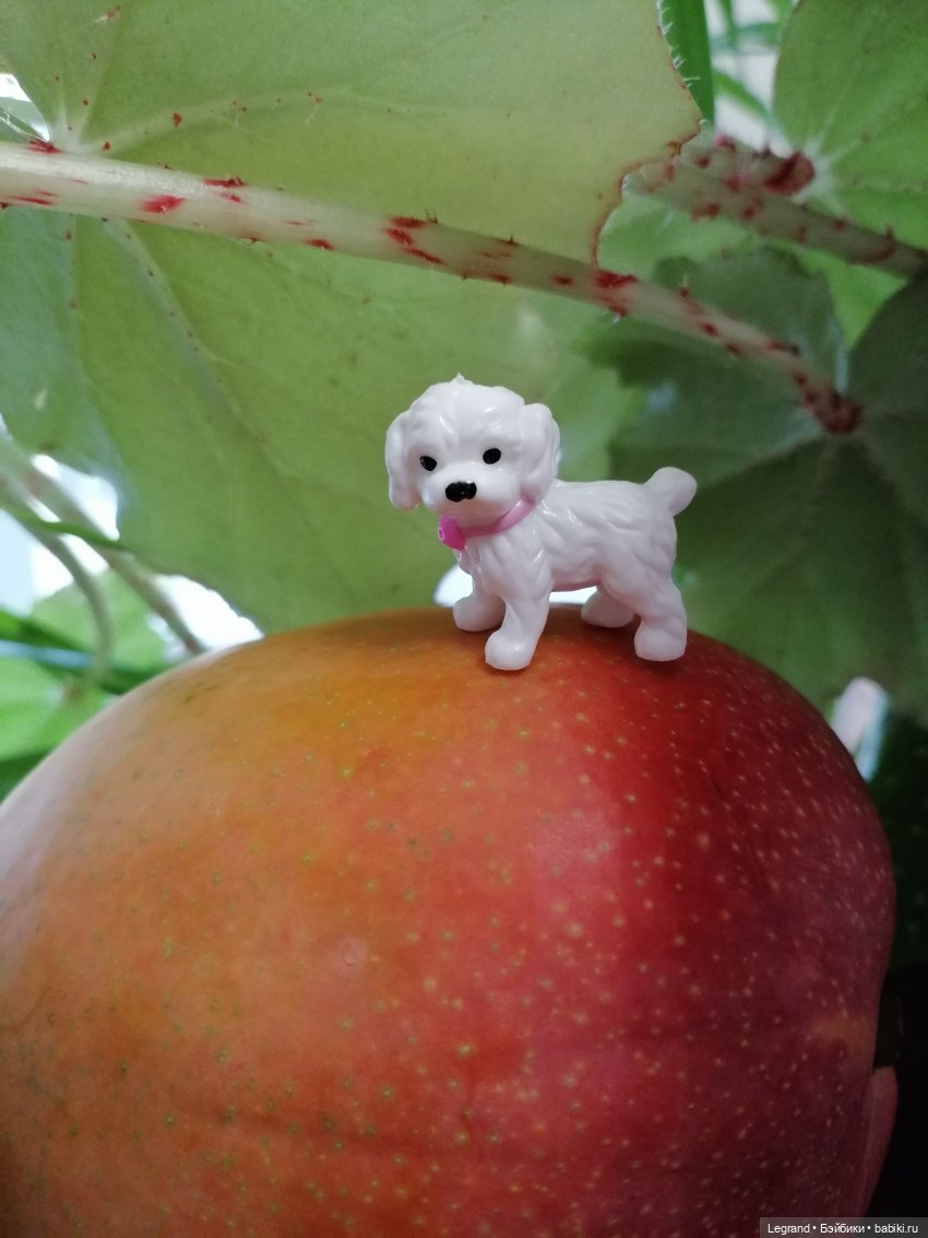 Мишель и королевское манго🥭 (фото 9)