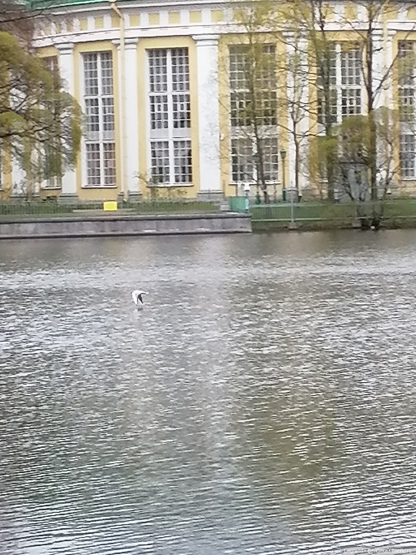 Санкт-Петербург: собачки на прогулке в Парадном и Таврическом