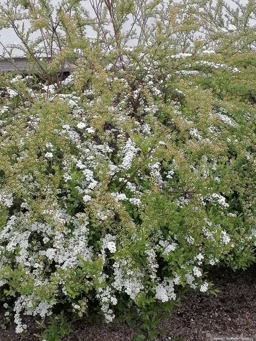 Санкт-Петербург: собачки на прогулке в Парадном и Таврическом (фото 2)