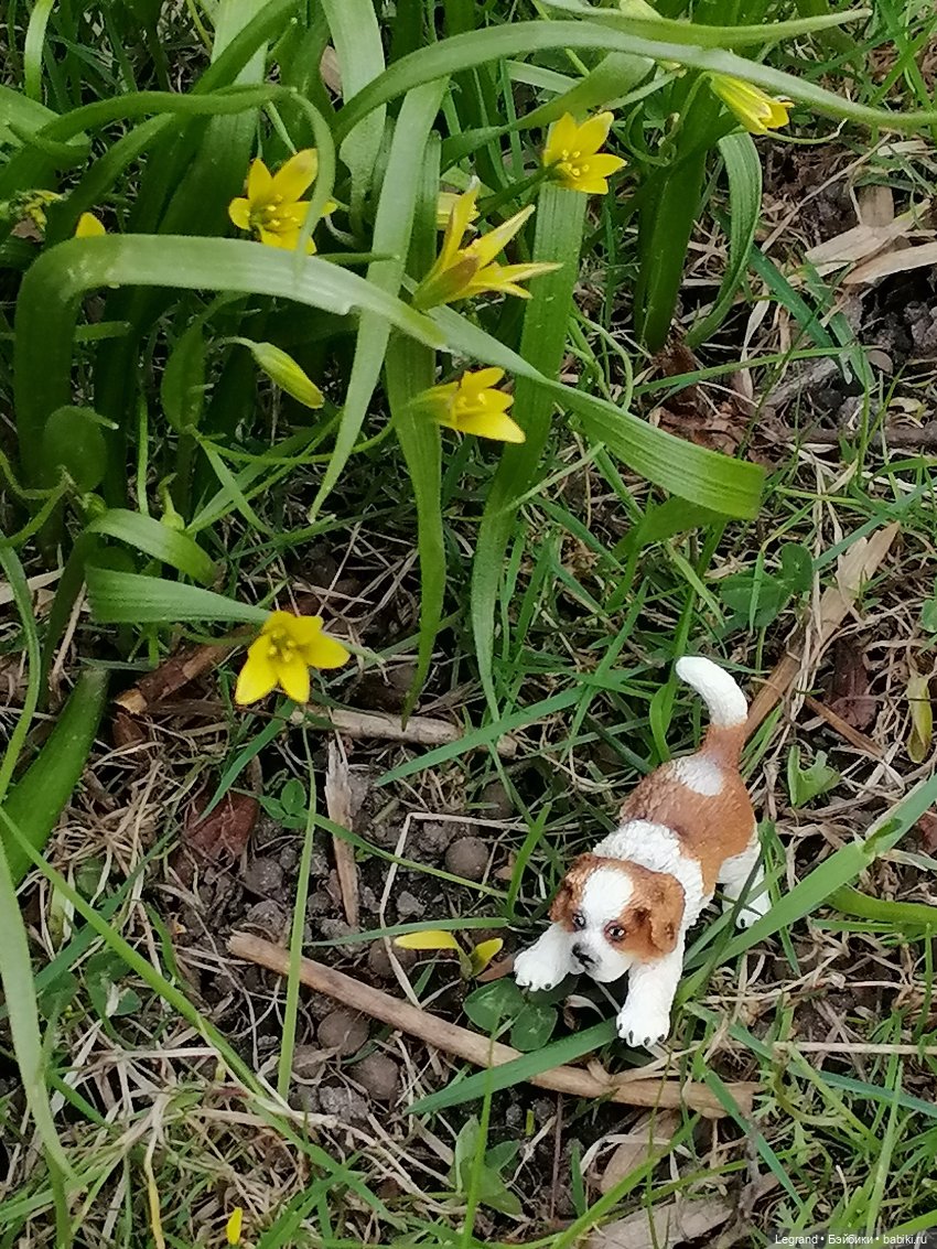 Санкт-Петербург: собачки на прогулке в Парадном и Таврическом