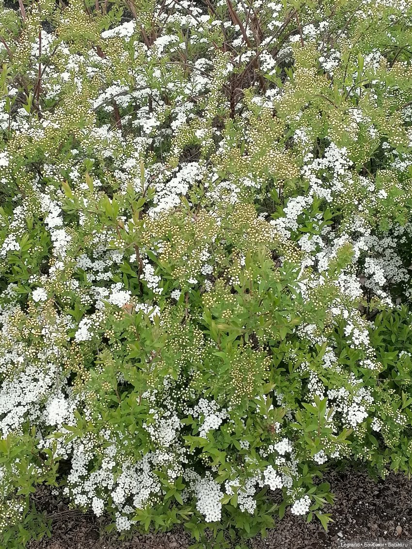 Санкт-Петербург: собачки на прогулке в Парадном и Таврическом