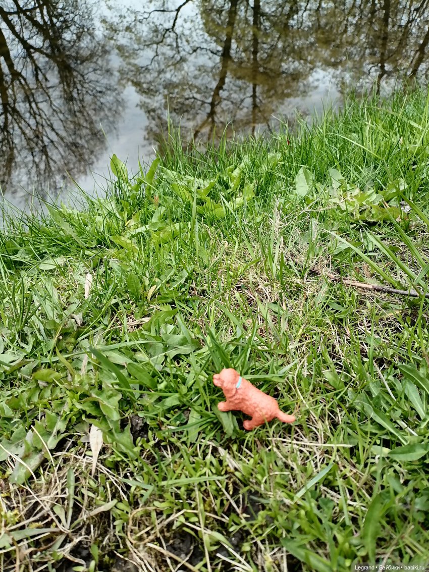 Санкт-Петербург: собачки на прогулке в Парадном и Таврическом