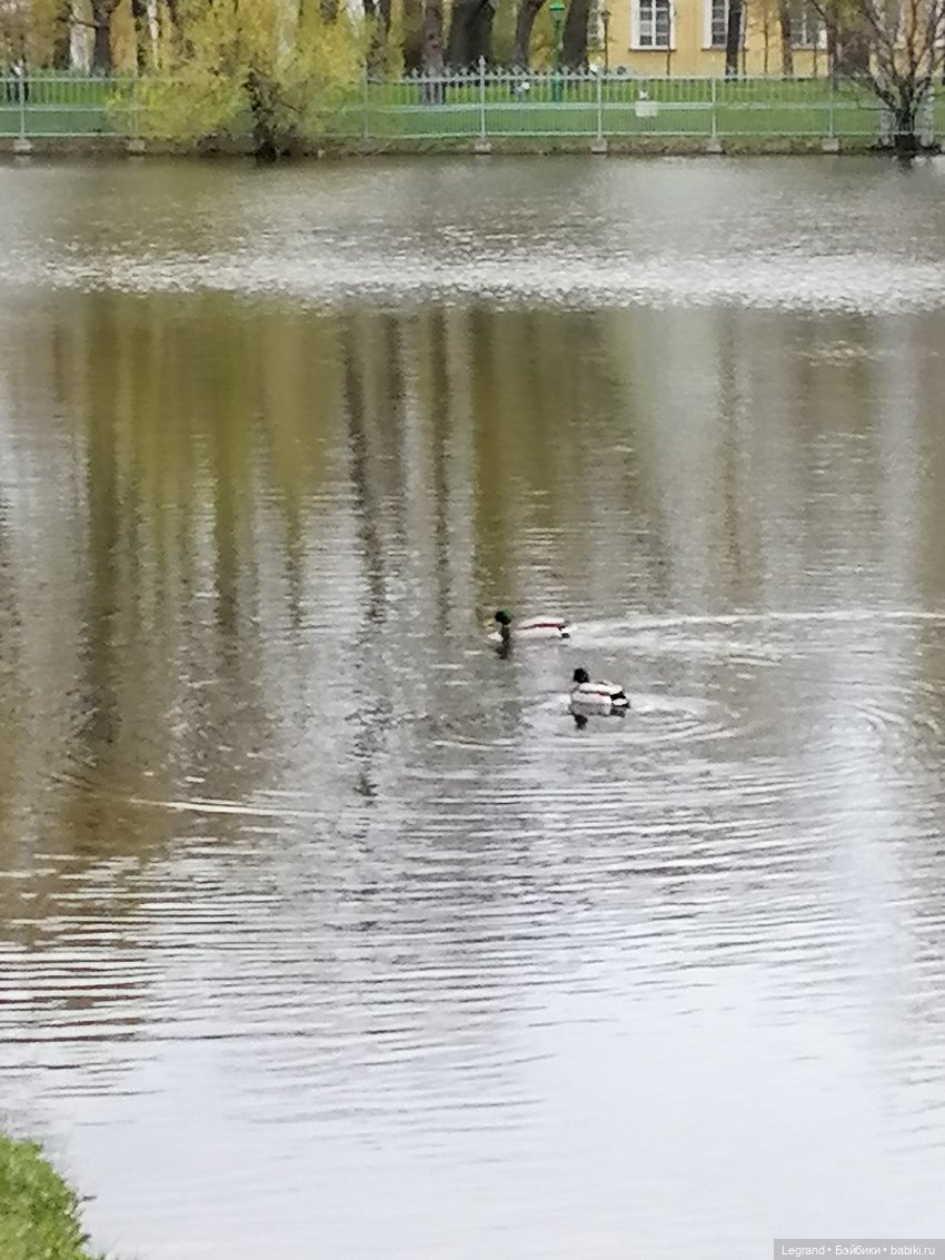 Санкт-Петербург: собачки на прогулке в Парадном и Таврическом