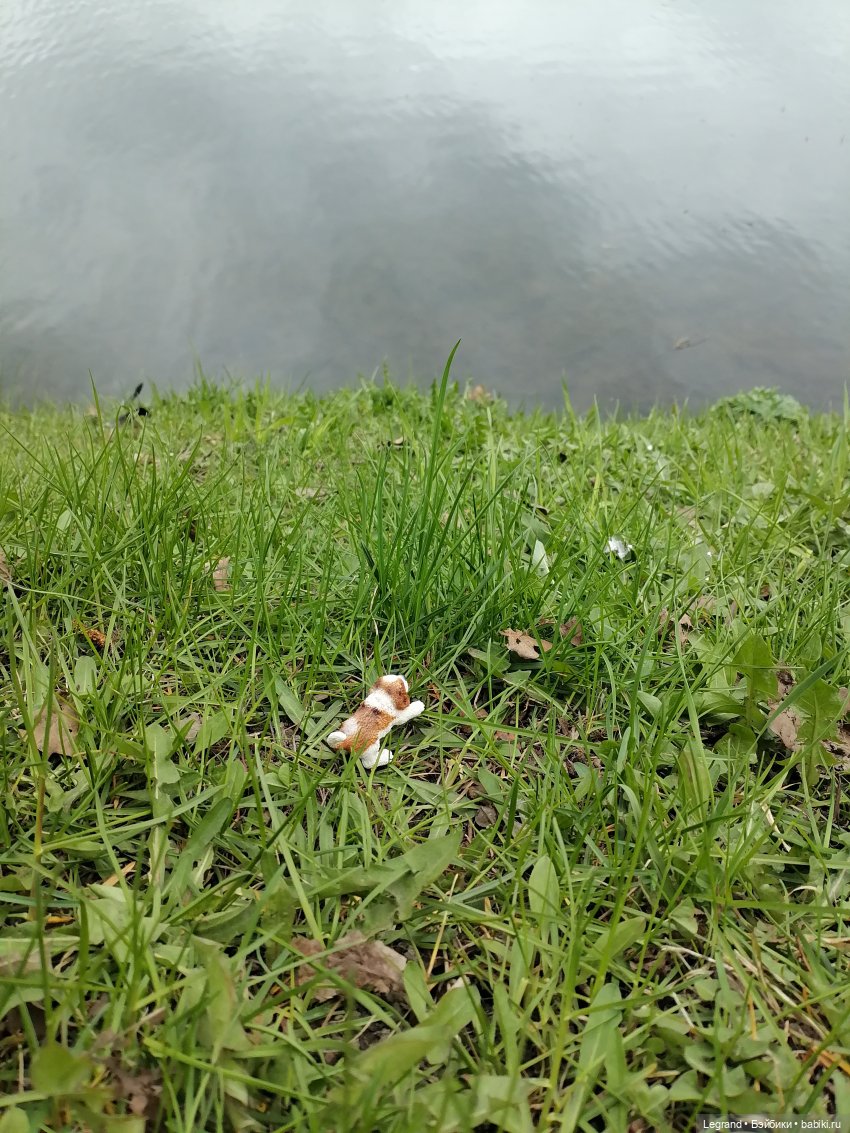 Санкт-Петербург: собачки на прогулке в Парадном и Таврическом