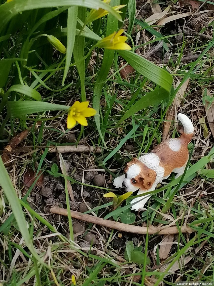 Санкт-Петербург: собачки на прогулке в Парадном и Таврическом