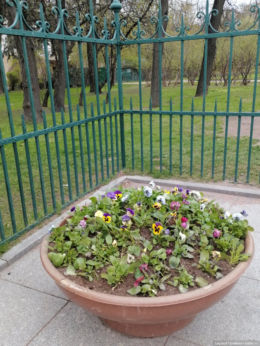 Санкт-Петербург: собачки на прогулке в Парадном и Таврическом