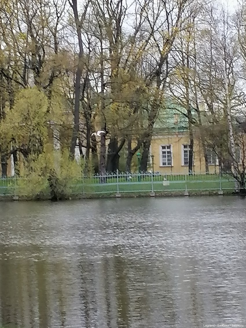 Санкт-Петербург: собачки на прогулке в Парадном и Таврическом