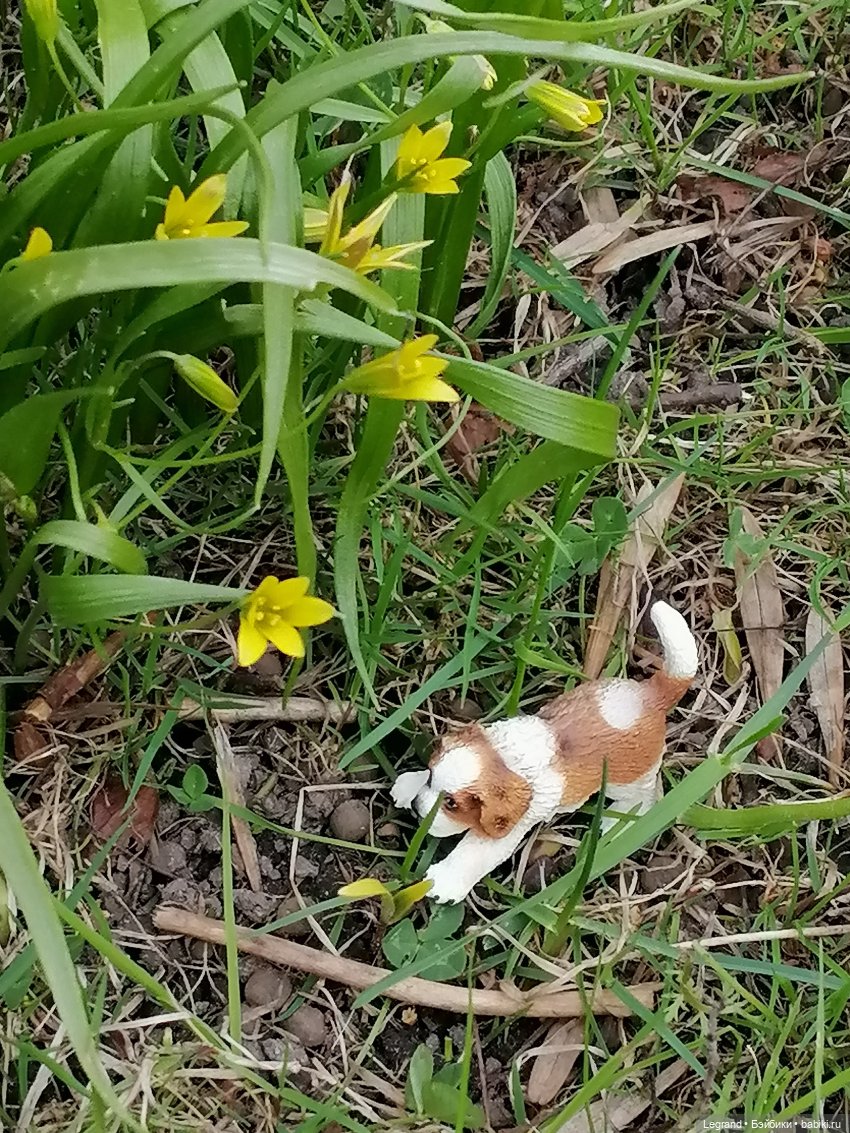 Санкт-Петербург: собачки на прогулке в Парадном и Таврическом