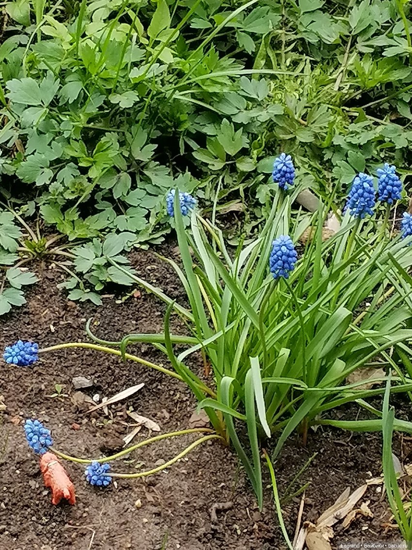 Санкт-Петербург: собачки на прогулке в Парадном и Таврическом (фото 5)