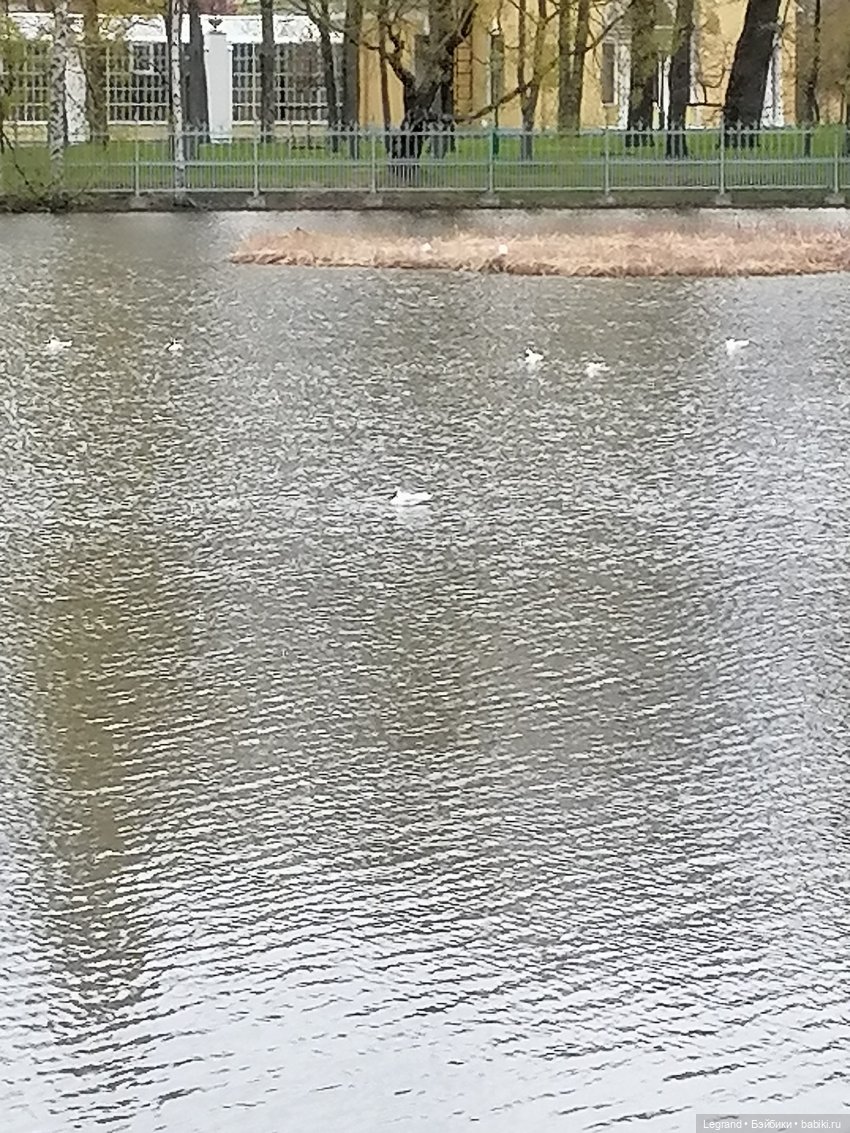 Санкт-Петербург: собачки на прогулке в Парадном и Таврическом