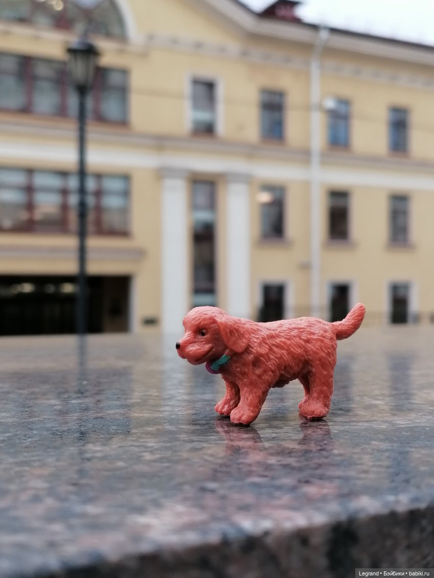 Санкт-Петербург: собачки на прогулке в Парадном и Таврическом