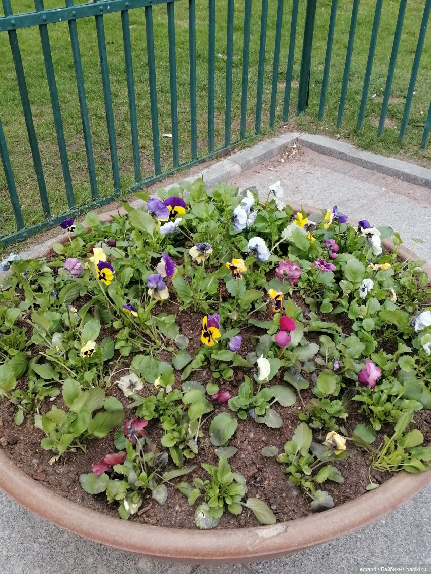 Санкт-Петербург: собачки на прогулке в Парадном и Таврическом