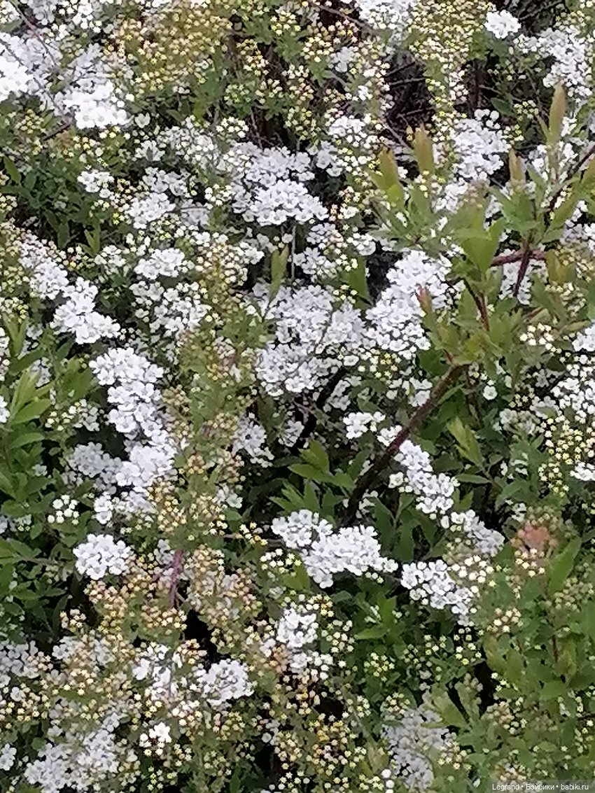 Санкт-Петербург: собачки на прогулке в Парадном и Таврическом (фото 3)
