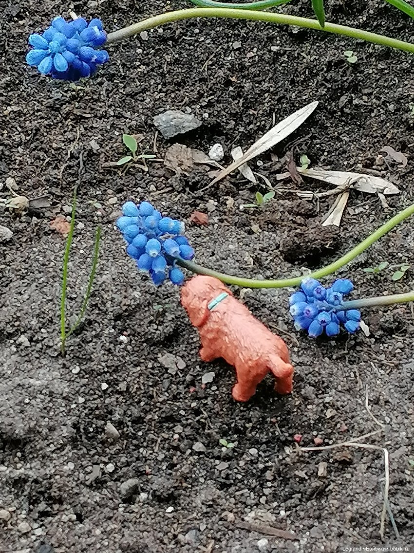 Санкт-Петербург: собачки на прогулке в Парадном и Таврическом (фото 7)