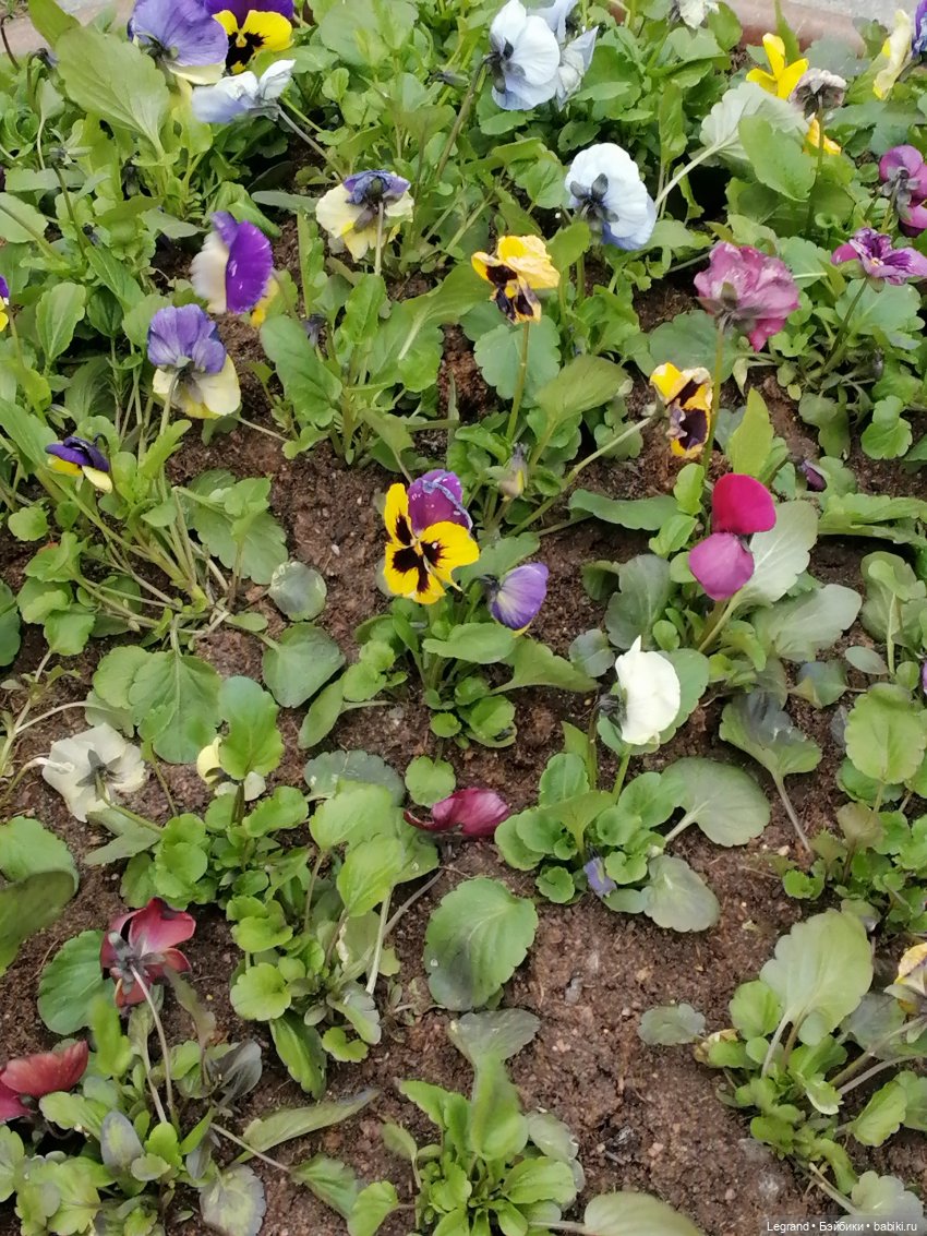 Санкт-Петербург: собачки на прогулке в Парадном и Таврическом