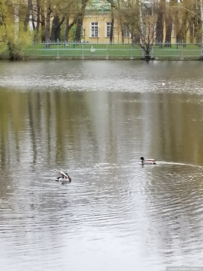 Санкт-Петербург: собачки на прогулке в Парадном и Таврическом