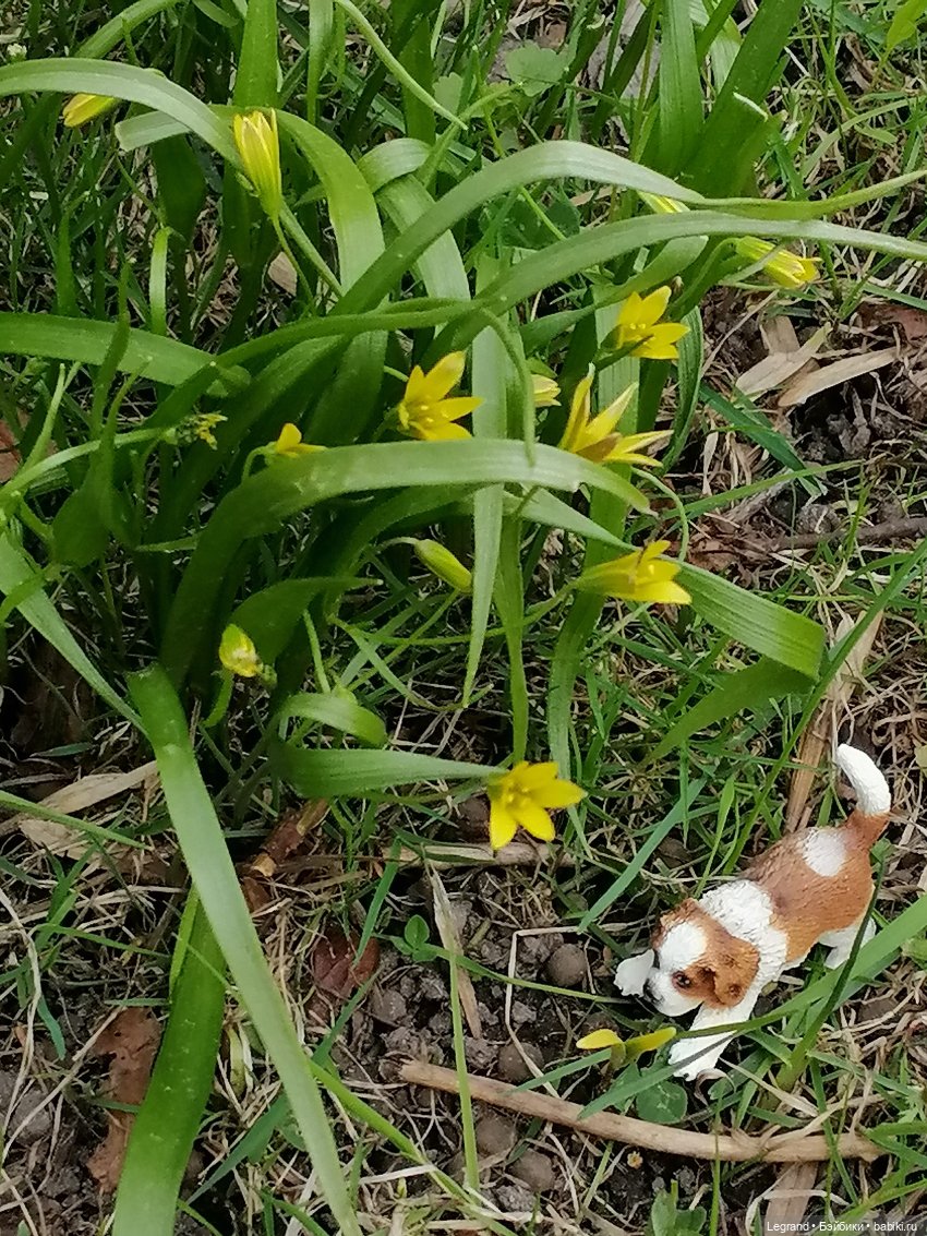 Санкт-Петербург: собачки на прогулке в Парадном и Таврическом