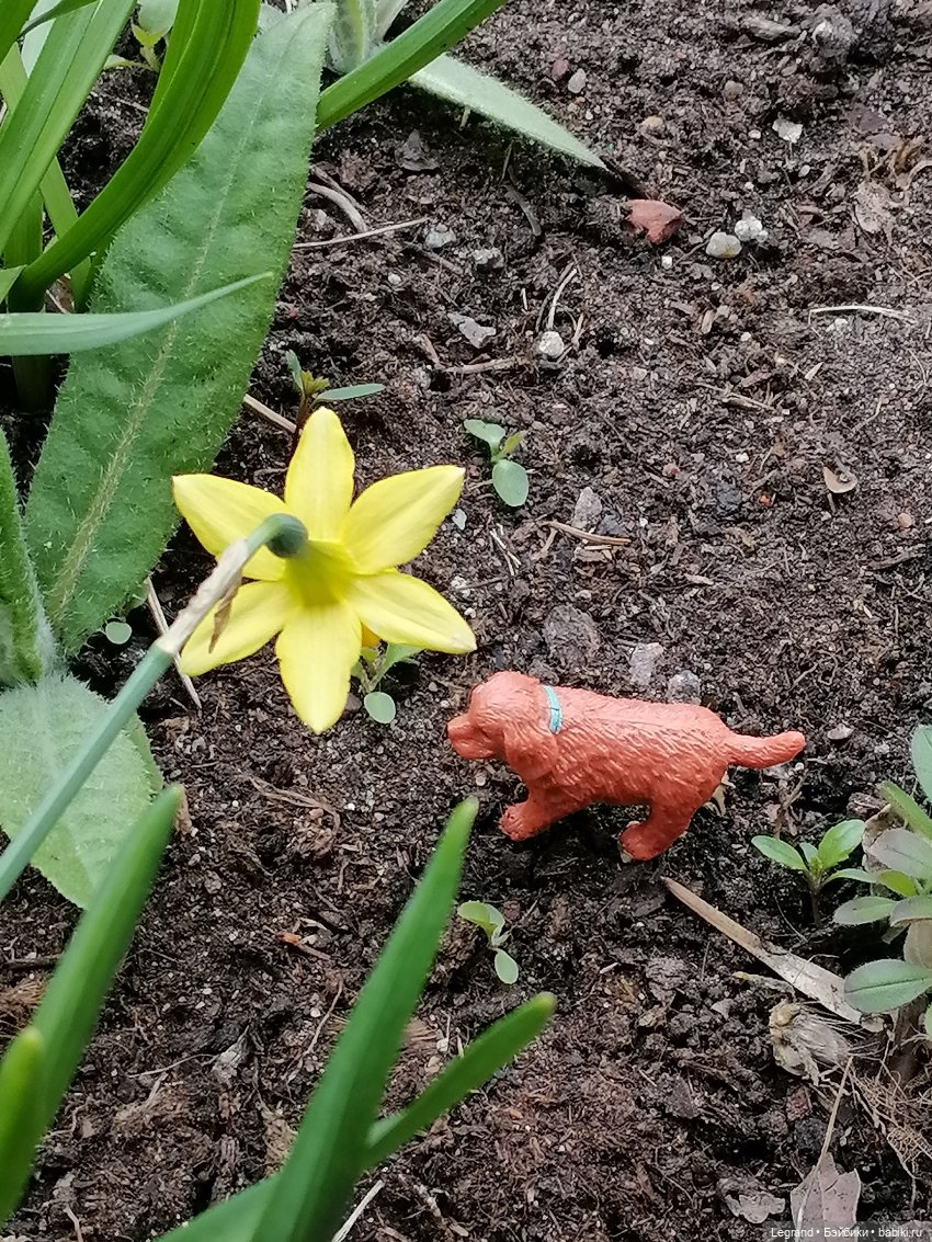 Санкт-Петербург: собачки на прогулке в Парадном и Таврическом (фото 8)