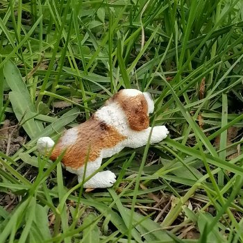 Санкт-Петербург: собачки на прогулке в Парадном и Таврическом