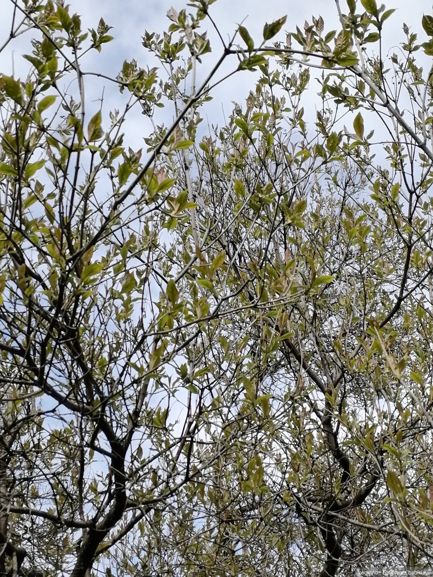 Санкт-Петербург: прогулка с собачками. Таврический сад (фото 7)