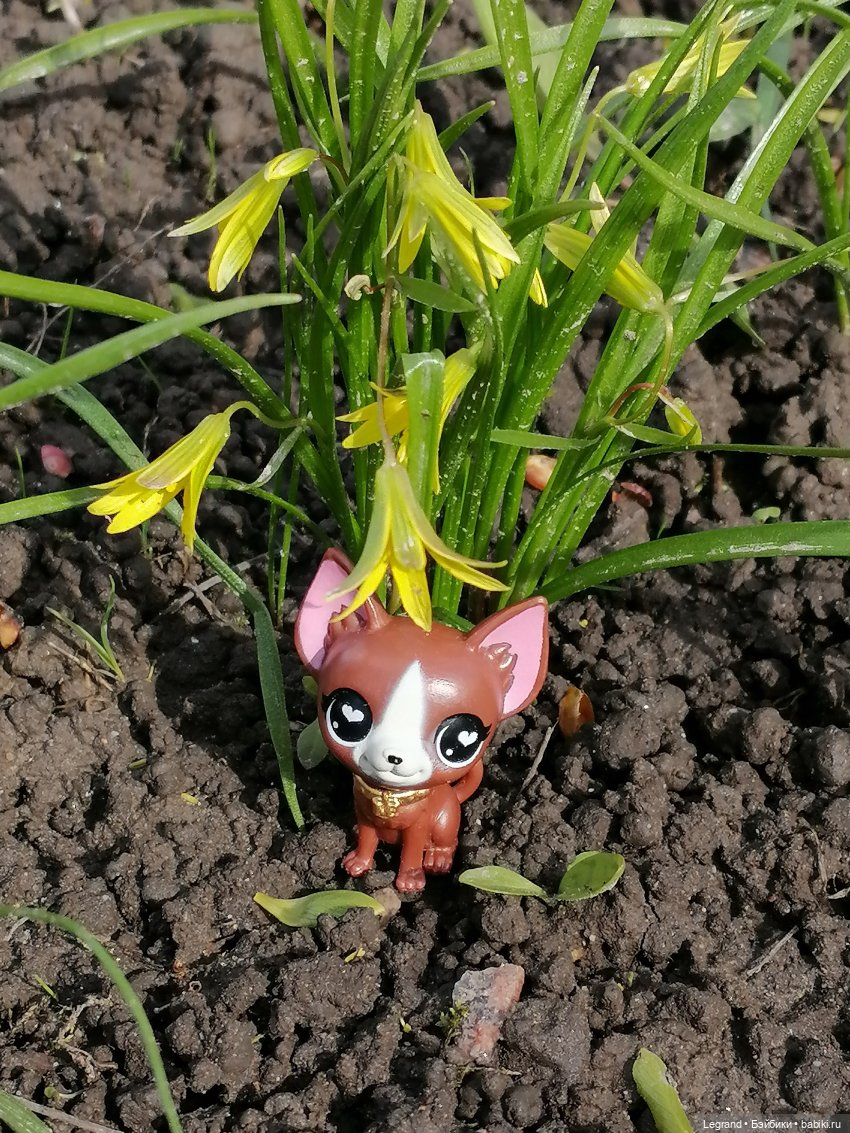 Санкт-Петербург: прогулка с собачками. Таврический сад (фото 5)