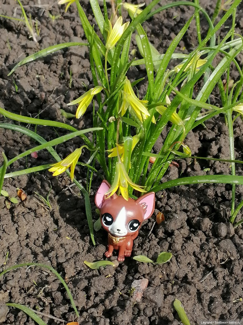 Санкт-Петербург: прогулка с собачками. Таврический сад (фото 4)