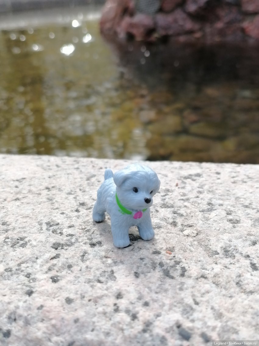 Санкт-Петербург: прогулка с собачками. У фонтанов (фото 6)