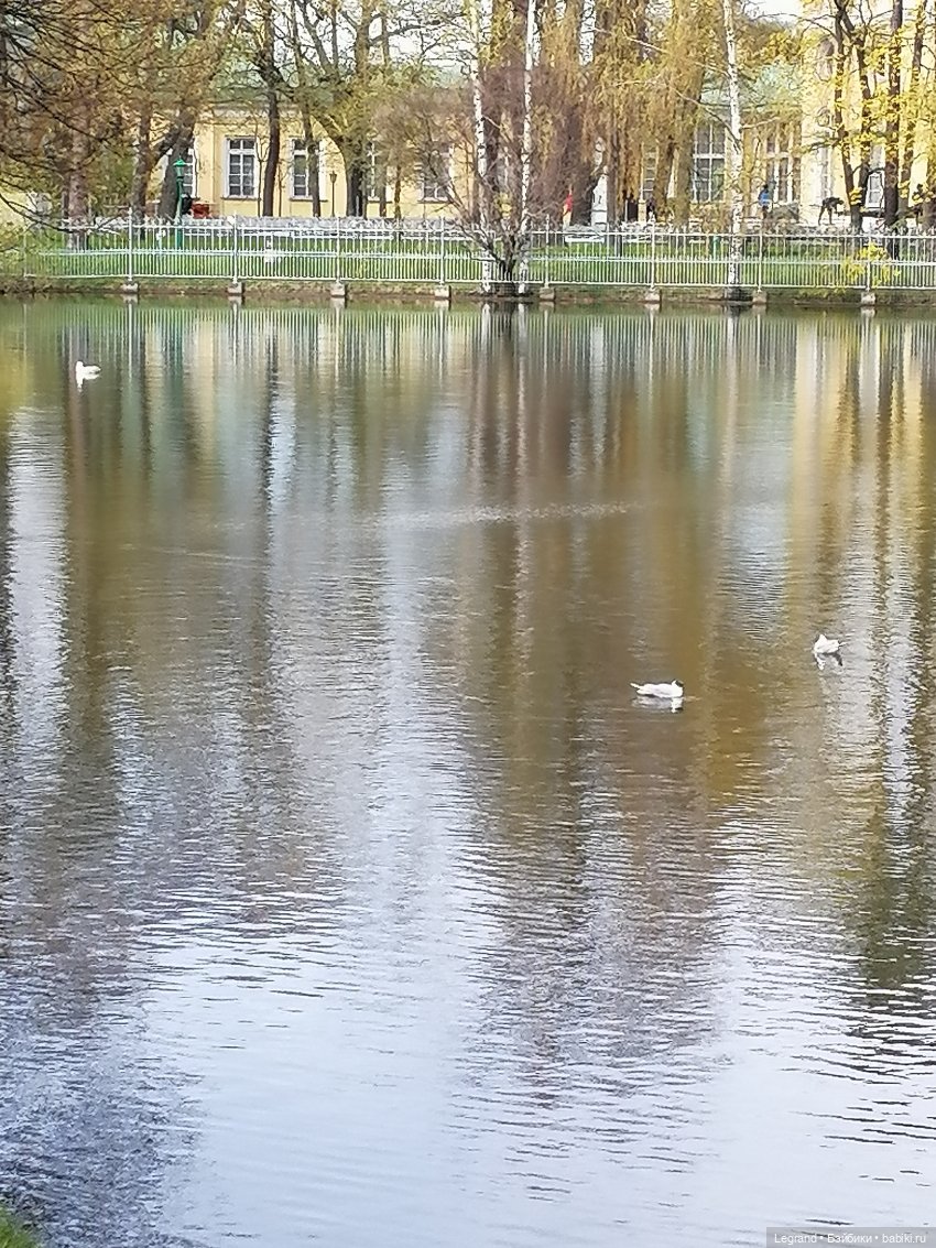 Санкт-Петербург: прогулка с собачками. Таврический сад