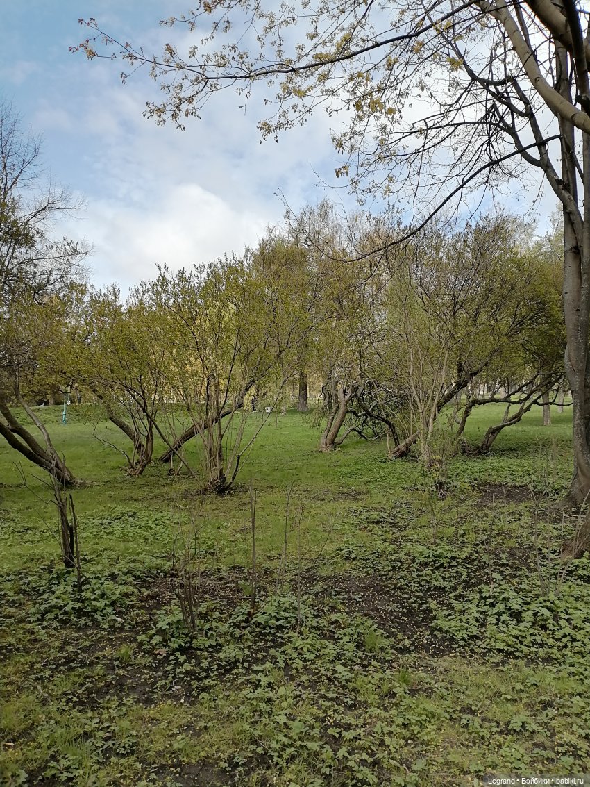 Санкт-Петербург: прогулка с собачками. Таврический сад (фото 6)