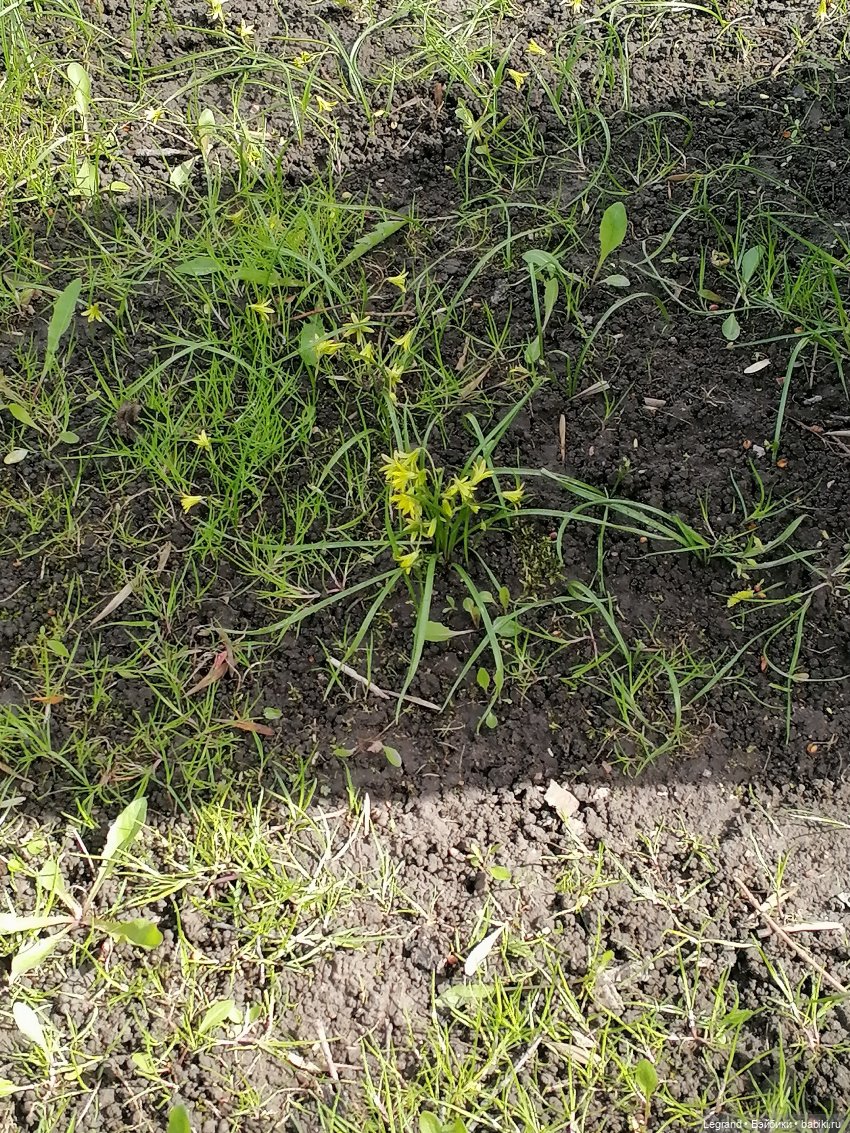 Санкт-Петербург: прогулка с собачками. Таврический сад (фото 3)