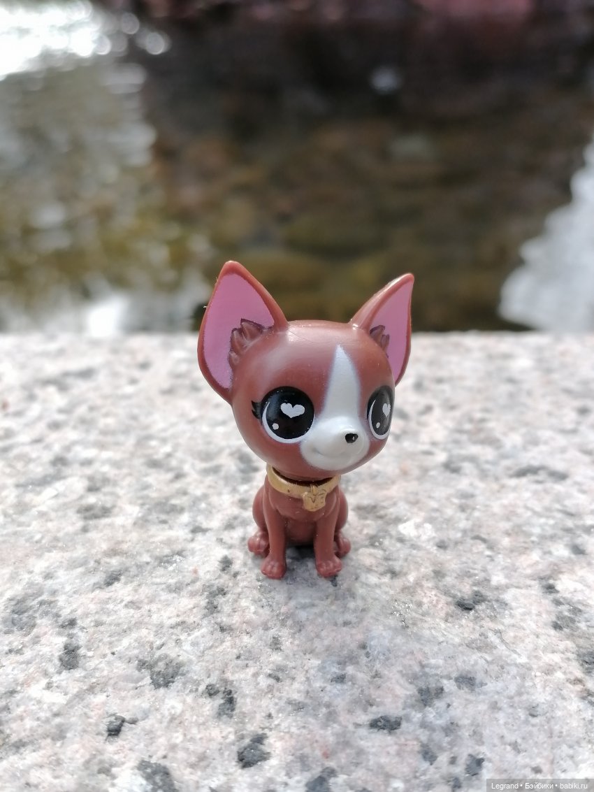 Санкт-Петербург: прогулка с собачками. У фонтанов