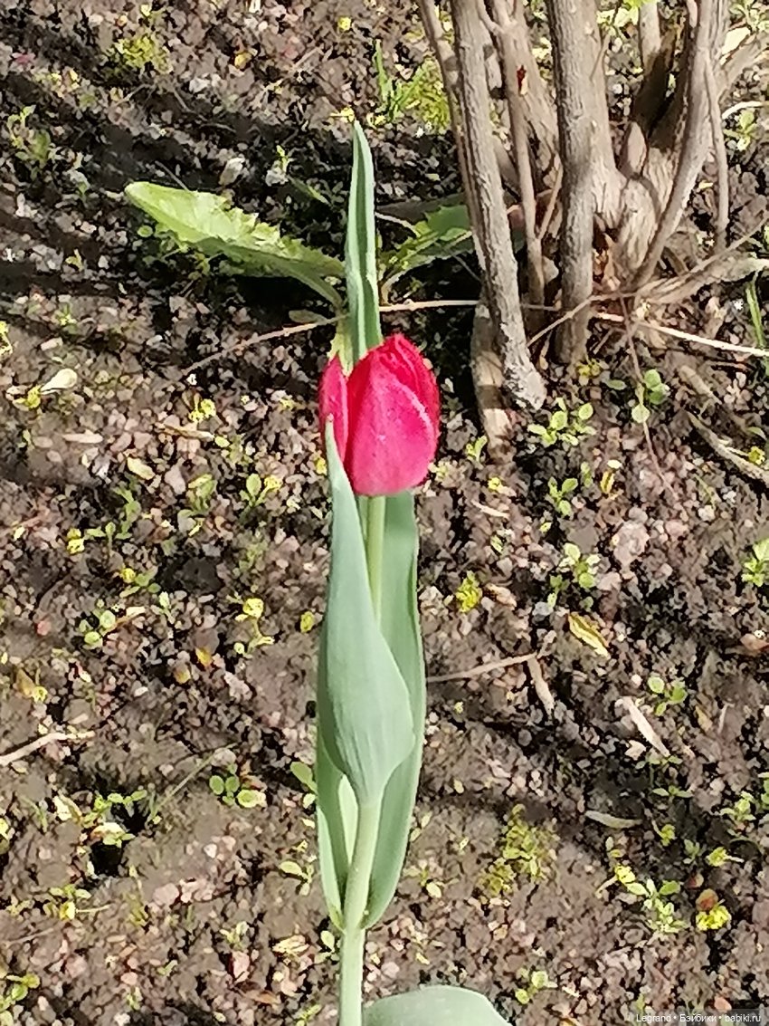 Санкт-Петербург: прогулка с собачками. Таврический сад (фото 2)