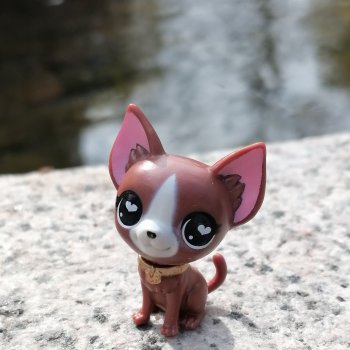 Санкт-Петербург: прогулка с собачками. У фонтанов