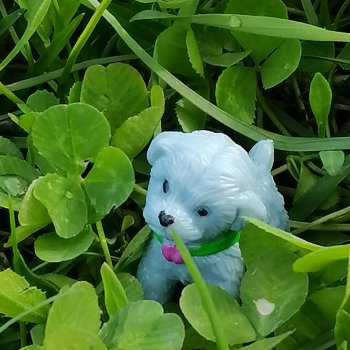 Санкт-Петербург: прогулка с собачками. Таврический сад