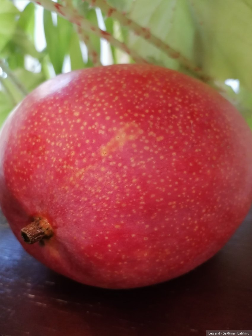 Мишель и королевское манго🥭 (фото 3)