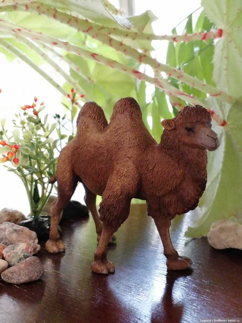 Верблюд в Лурении, или Жасмин и Кираз