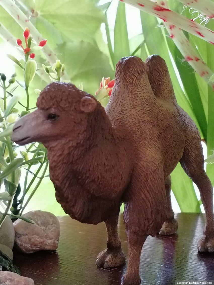 Верблюд в Лурении, или Жасмин и Кираз