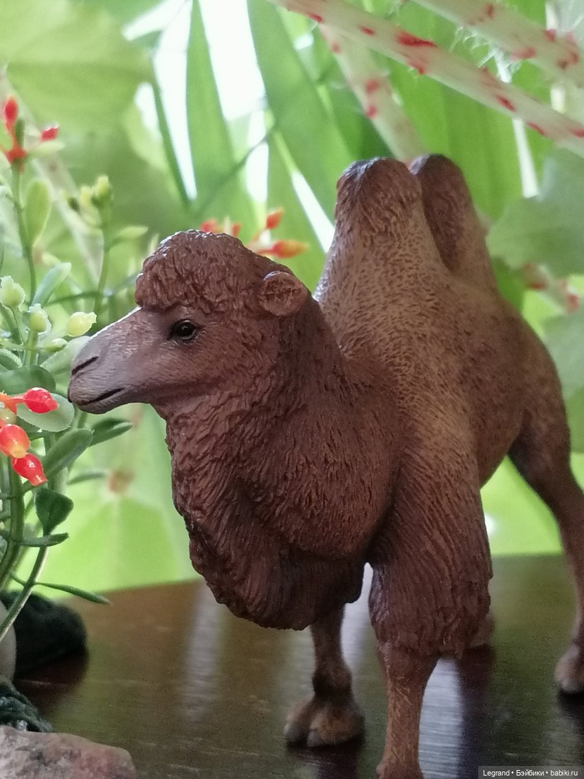 Верблюд в Лурении, или Жасмин и Кираз