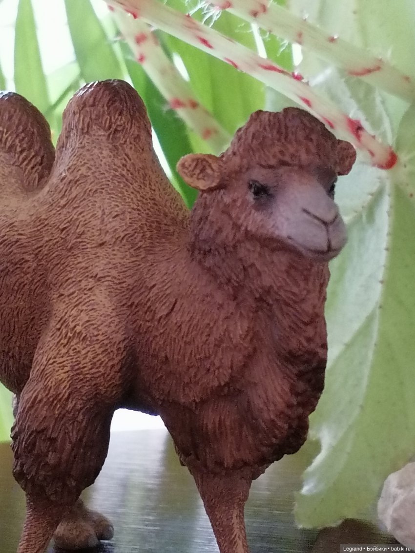 Верблюд в Лурении, или Жасмин и Кираз